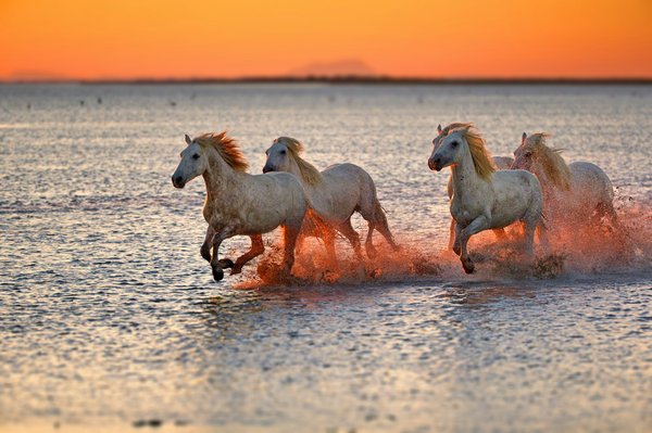 Idées de week-end : Événements et découvertes en camargue