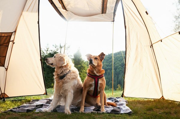 Comment choisir la tente gonflable idéale pour vos besoins ?